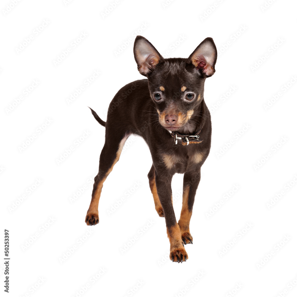 Russian Toy Terrier in studio