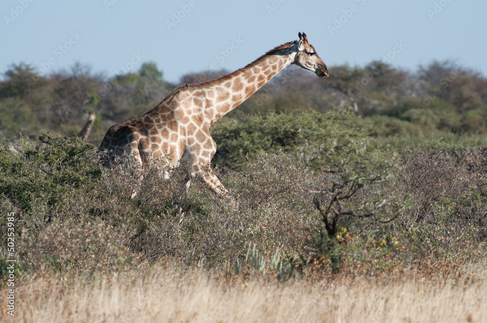 Giraffe in the Etosha national park in Namibia