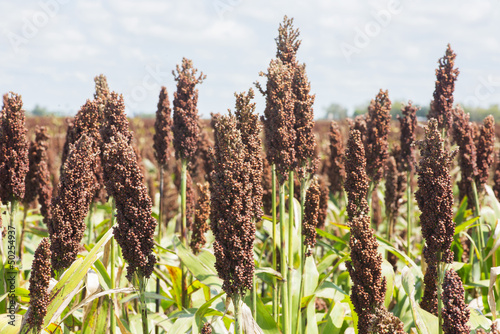 Sorghum bicolor
