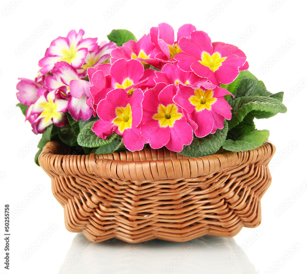 Beautiful pink primulas in basket, isolated on white
