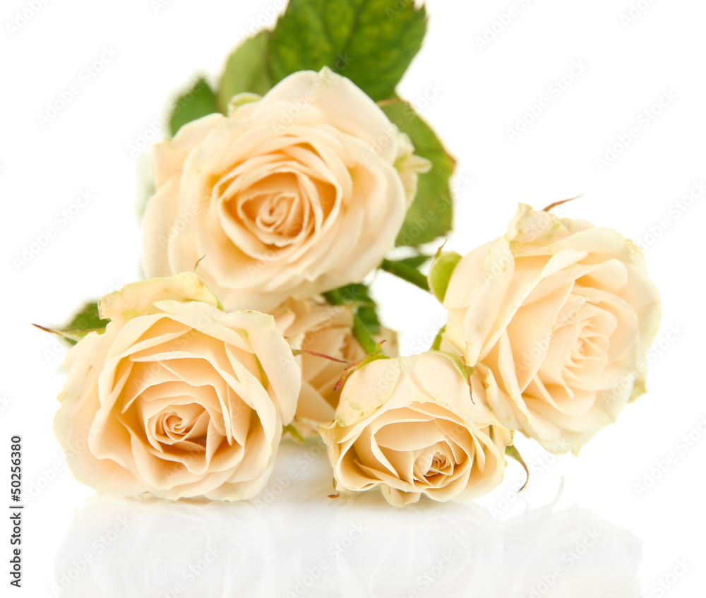 Beautiful creamy roses close-up isolated on white Beautiful creamy roses close-up isolated on white
