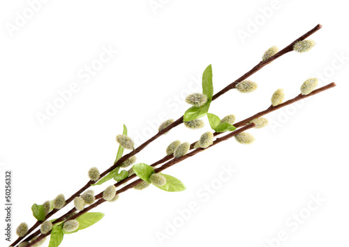 Obraz na plátně Pussy-willow twigs isolated on white