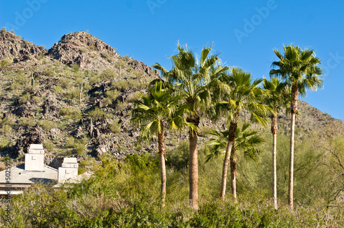 Arizona Palm Trees