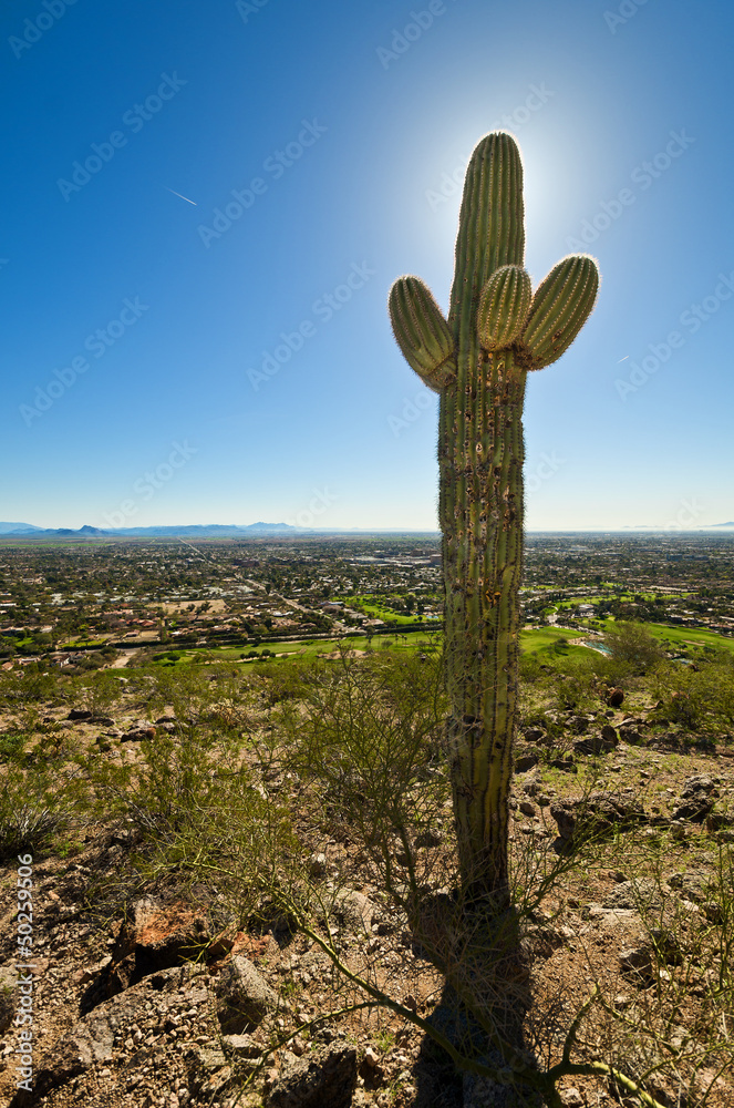 Backlit Cactus