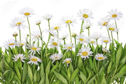 Daisies meadow isolated fragment