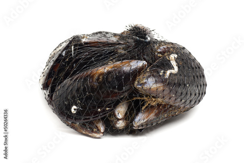 network mussels © Jarp