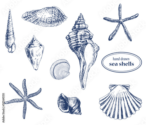 Sea shells