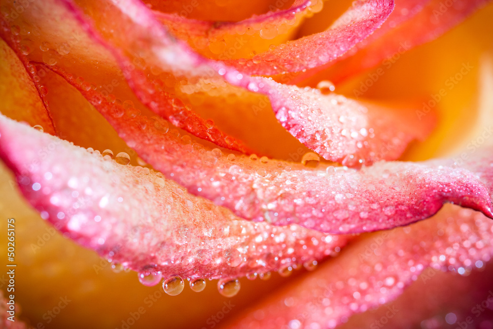 Tea-rose Tea-rose