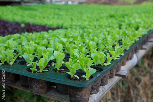 Young vegetable seedlings