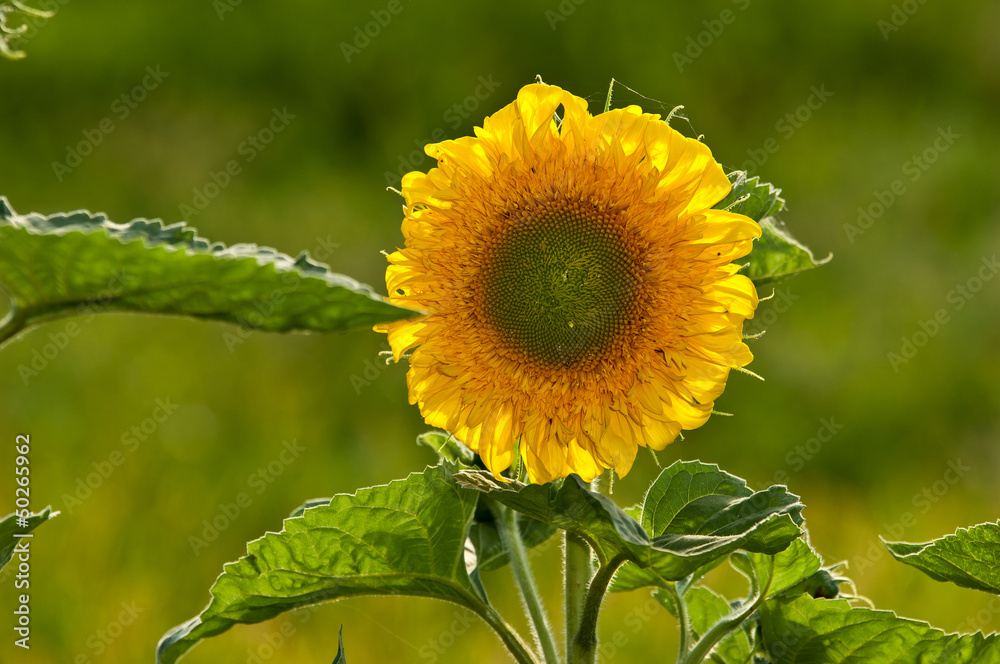 Fototapeta premium Beautiful sunflower on a green garden background