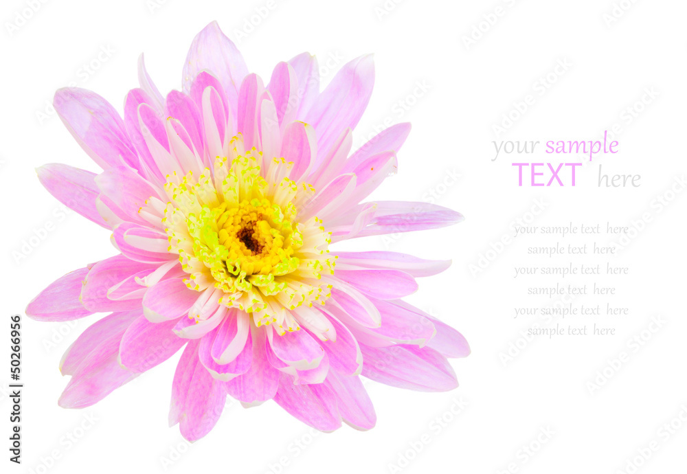 Fototapeta premium Pink chrysanthemum flower, isolated on white background