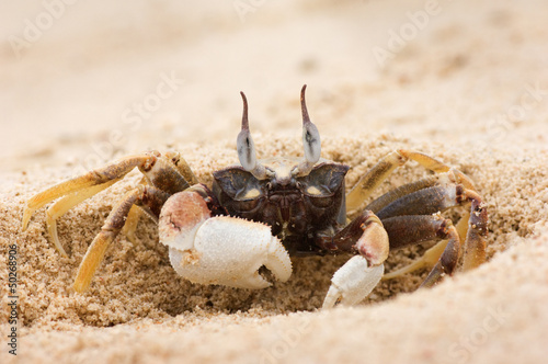 Ghost crab digging himself in
