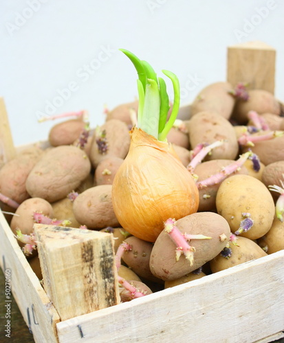 plants d'oignon germé et patates photo