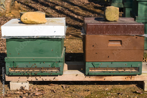 Bienen photo