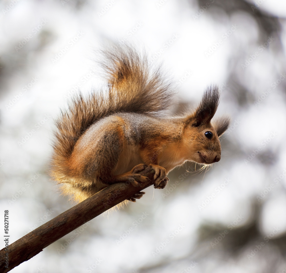 Obraz premium a curious squirrel