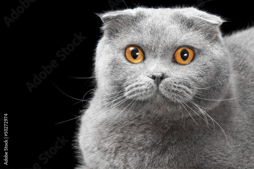 blue scottish fold cat on black background