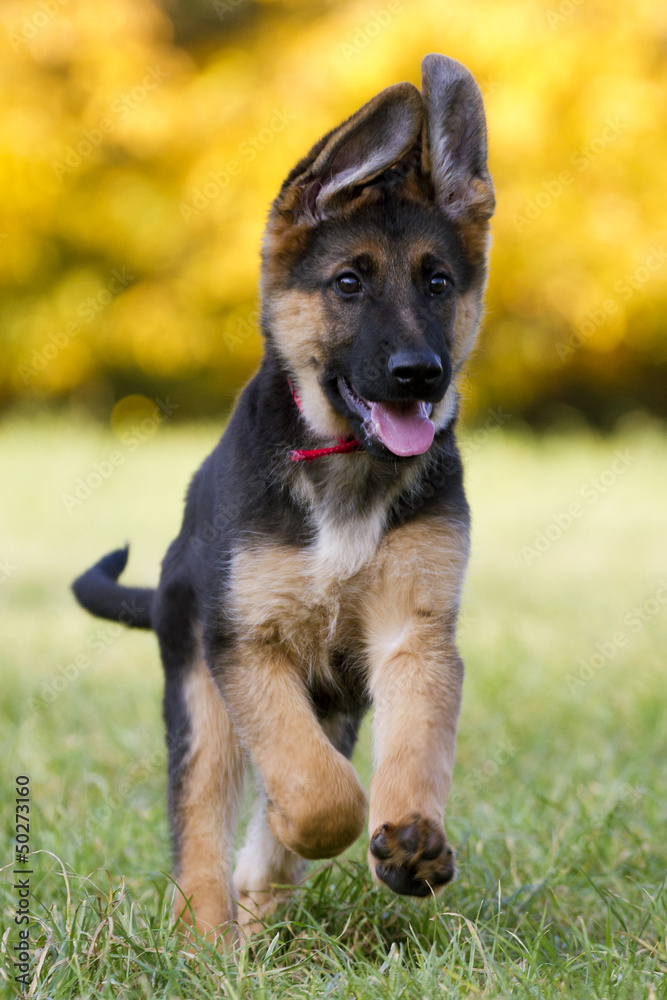 Deutscher Schäferhund Welpe freut sich und läuft zum Betrachter –  Stock-Foto | Adobe Stock