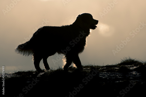 Golden Retriever Silhouette