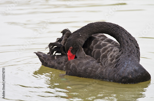 Beautiful black Swan Swimming