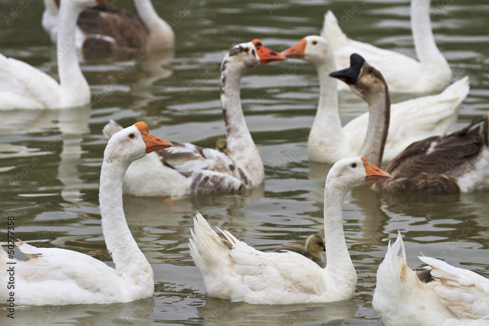 Obraz premium Family of geese floating in the water.