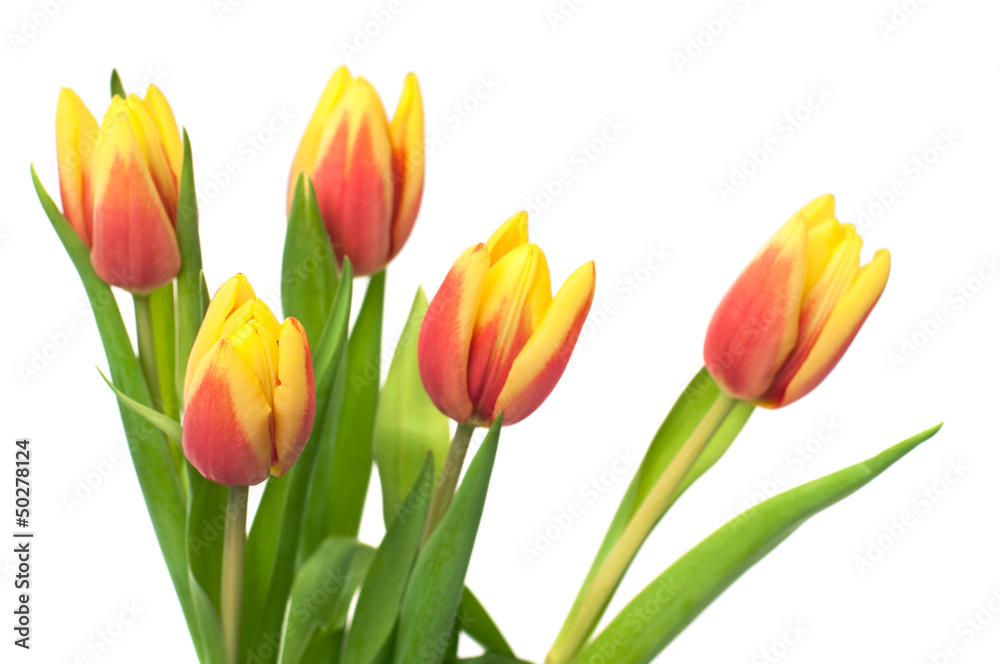 tulips