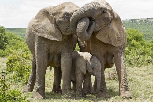 Elephant affection