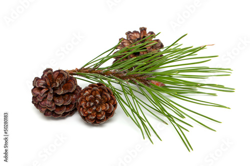 pine with cones