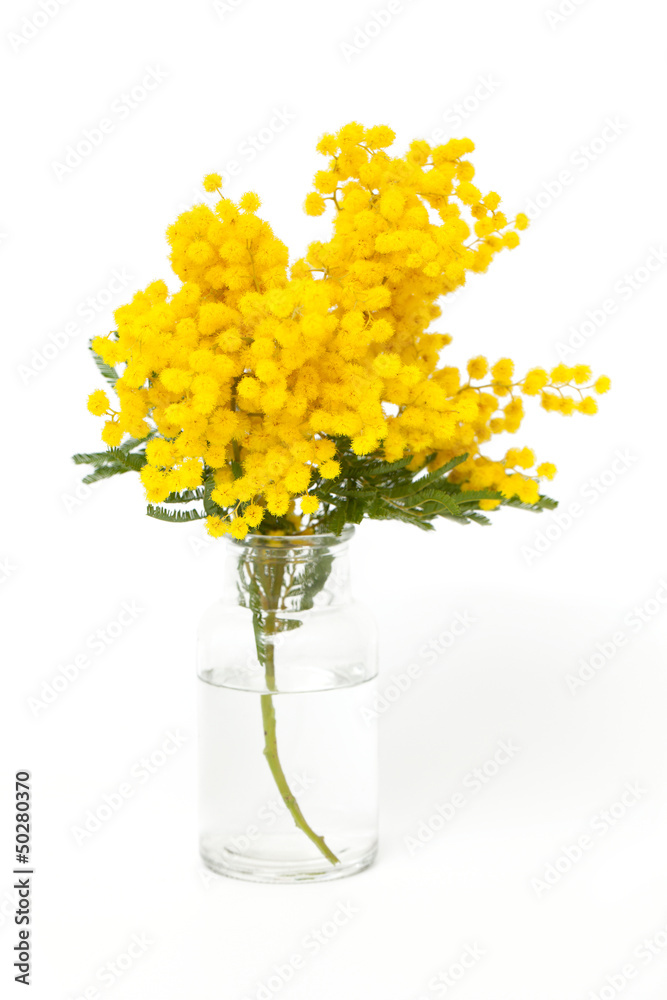 twig of mimosa in vase