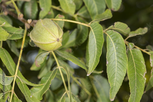 Pecan Nut photo