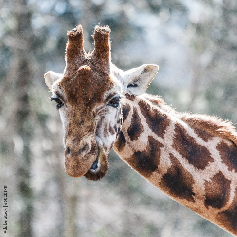 Fototapeta premium Portrait de girage qui mache