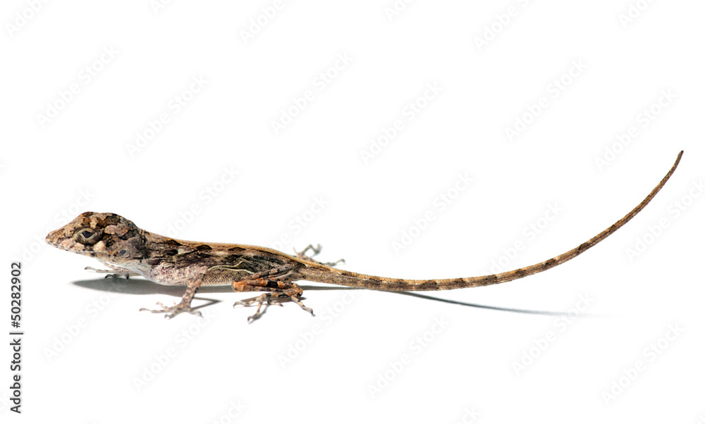 Naklejka premium small lizard