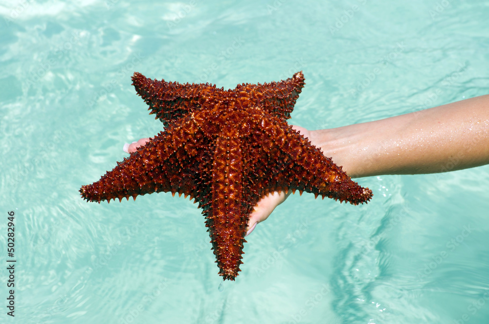 Starfish