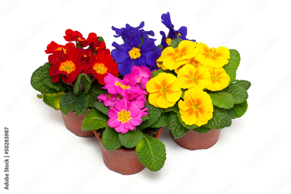assorted primula flowers in pots assorted primula flowers in pots