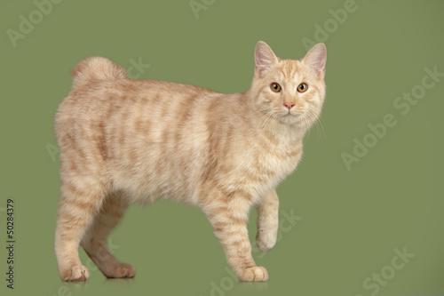 Obraz na płótnie Kurilian Bobtail kitten