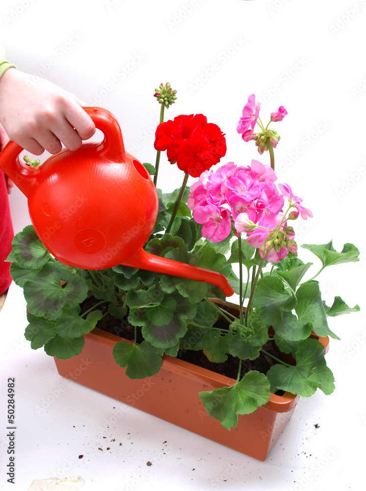 Planting - balcony plants - pouring geranium - obrazy, fototapety, plakaty 