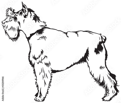 Schnauzer dog breed