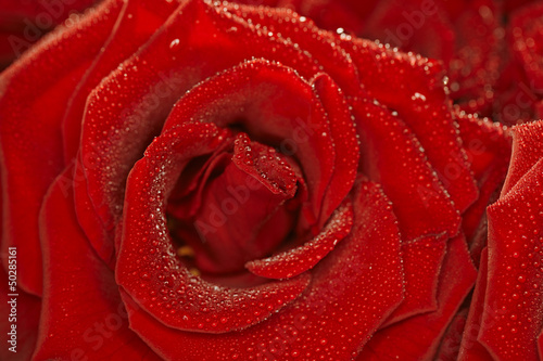 Red natural rose background  with droplets