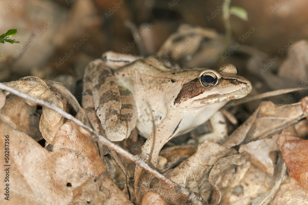 Frog among dry leafs, macro photo Frog among dry leafs, macro photo