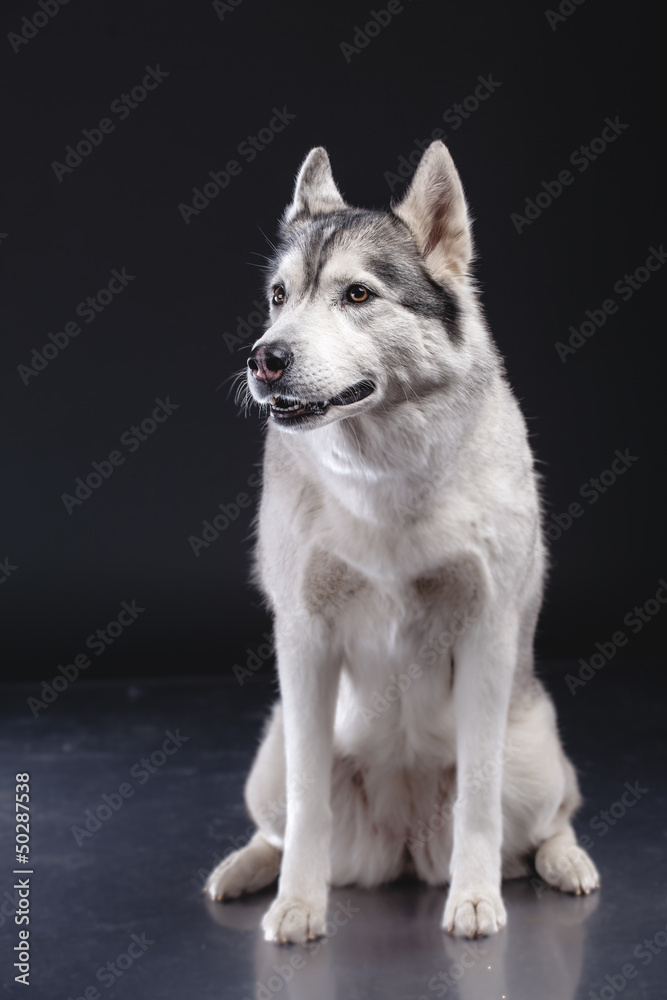 Fototapeta premium siberian husky