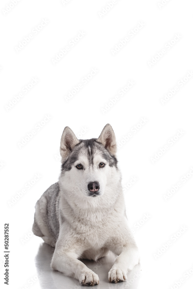siberian husky siberian husky