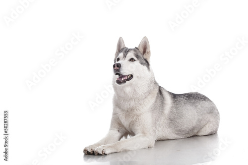 siberian husky