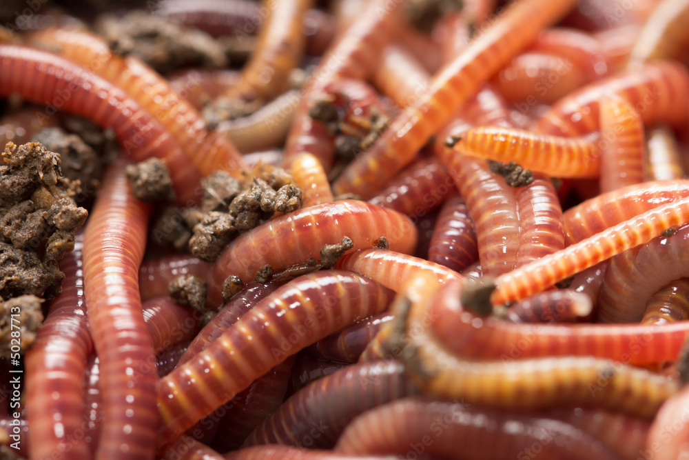 red worms in compost - bait for fishing Stock Photo