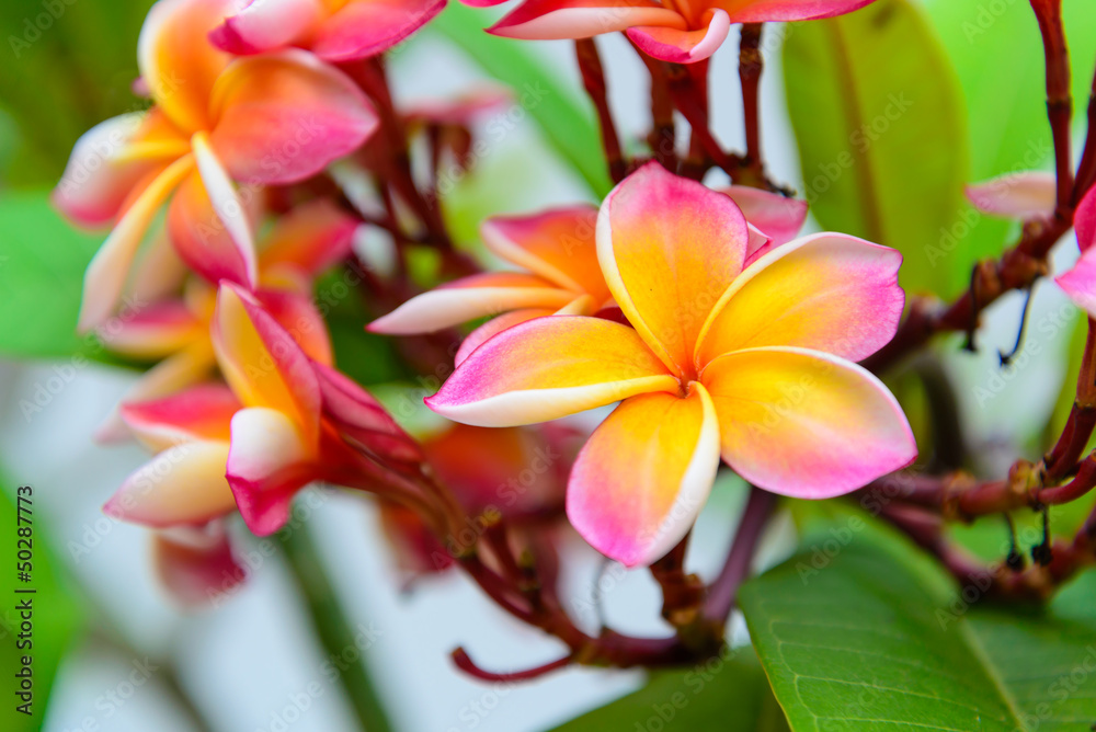 Beautiful flower Beautiful flower