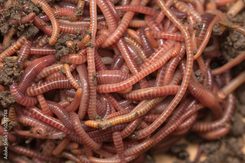 red worms in compost - bait for fishing © schankz