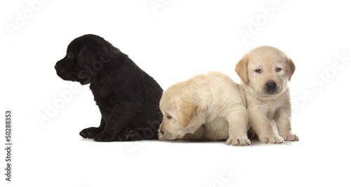 Labrador Retriever puppies