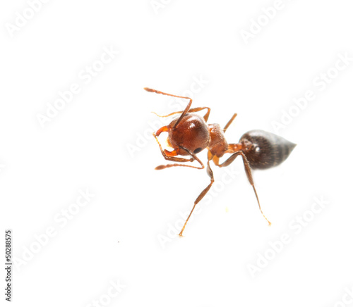 ant on a white background. macro © schankz