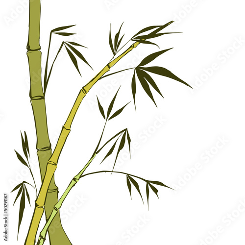Fototapeta Naklejka Na Ścianę i Meble -  Green Bamboo stems