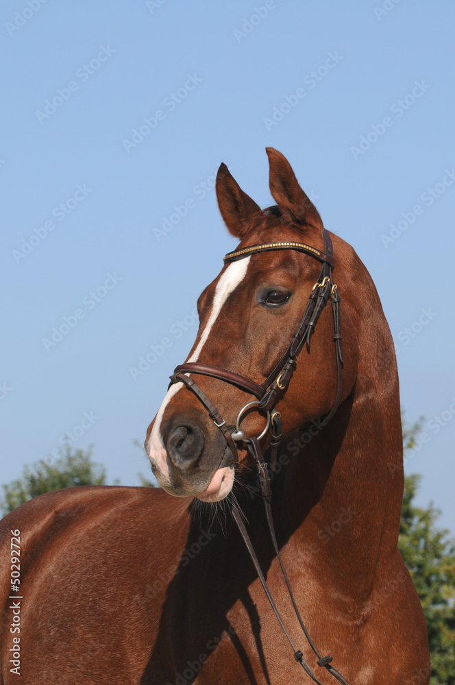 Obraz premium Zweibrücker Pferd