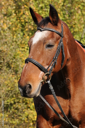 Altes Trakehner Pferd © lichtreflexe
