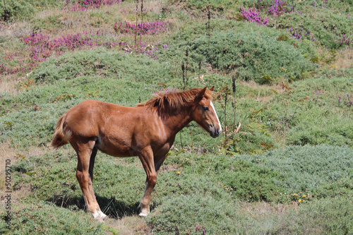 photograph of a young horse grazing in the meadow